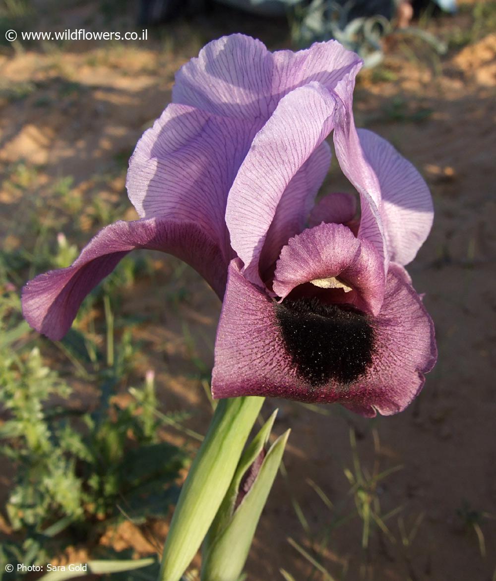 Iris   mariae